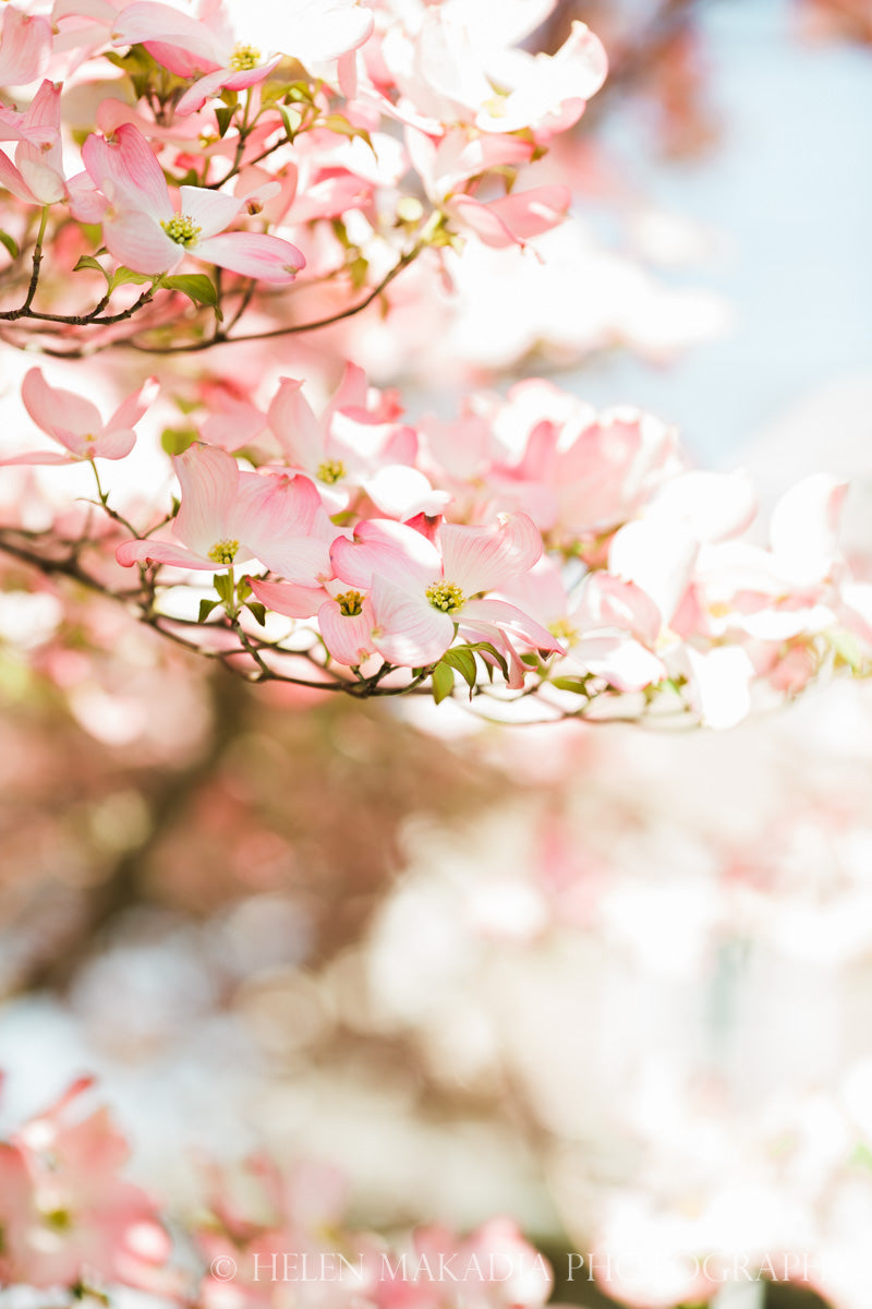 Pink Dogwood Blooms Print