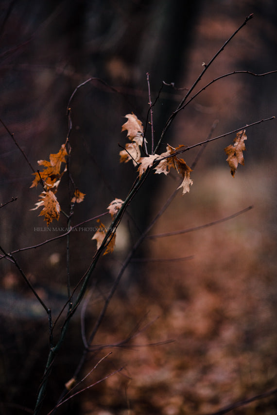 Autumn Leaves Wall Print