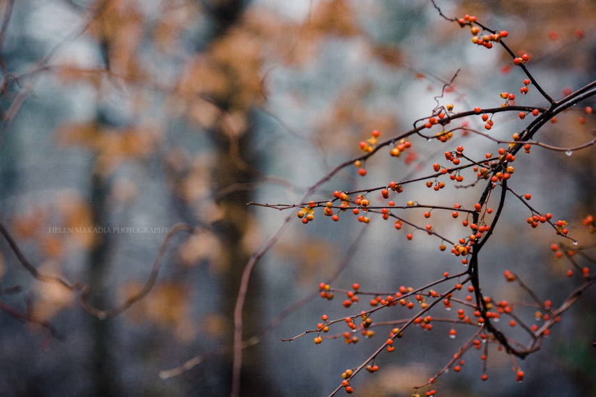 Nature Berries Wall Print