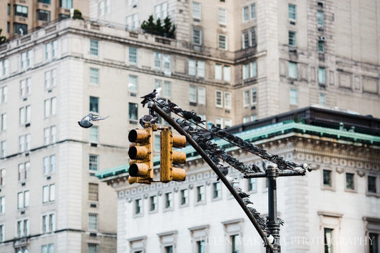 Photograph of New York City Stoplight and Buildings 