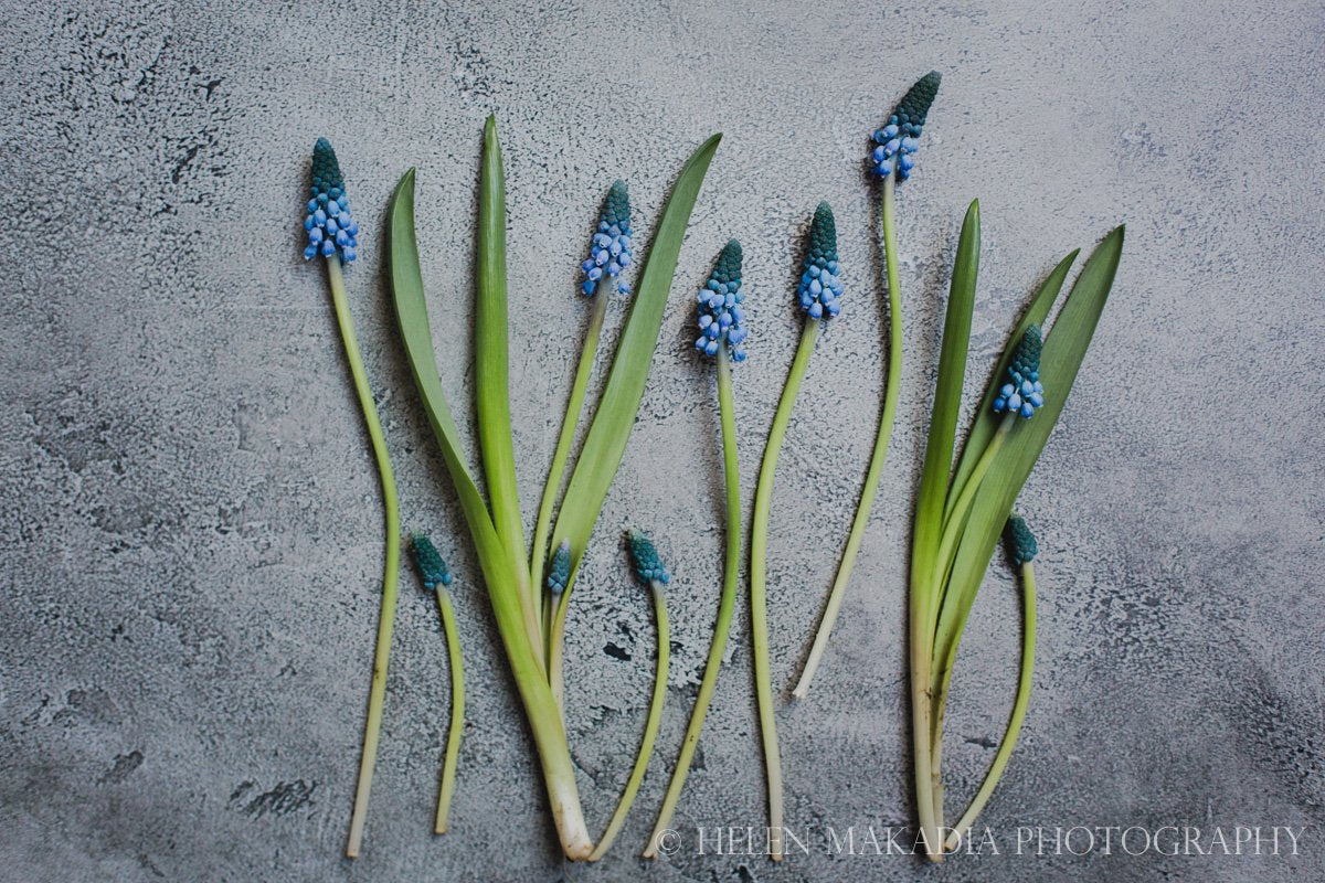 Muscari Purple Blue Flowers