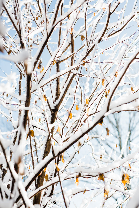Photograph of snow covered branches and blue skies, as wall art