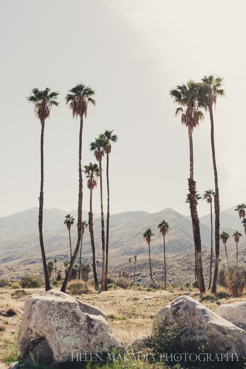 Palm Trees in Palm Springs Photograph