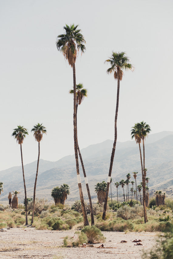 Framed Southwestern Print of Palm Trees