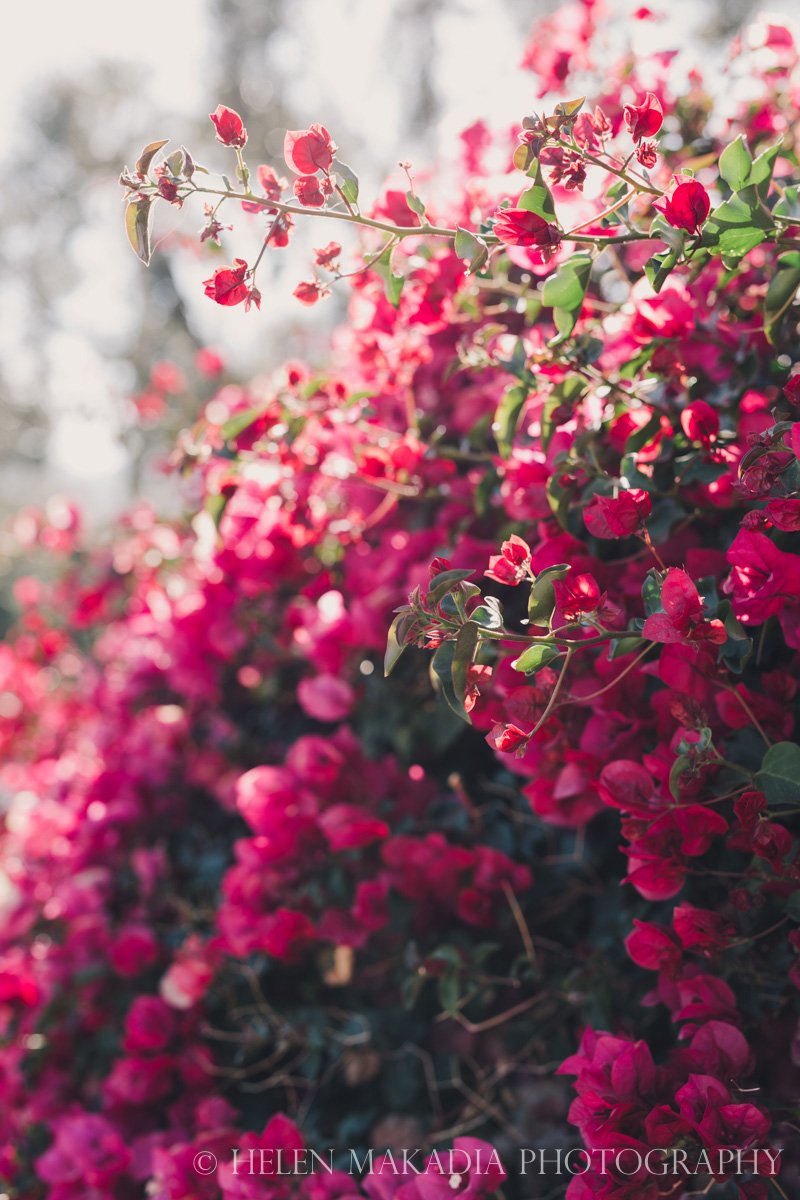 Hot Pink Bougainvillea Print