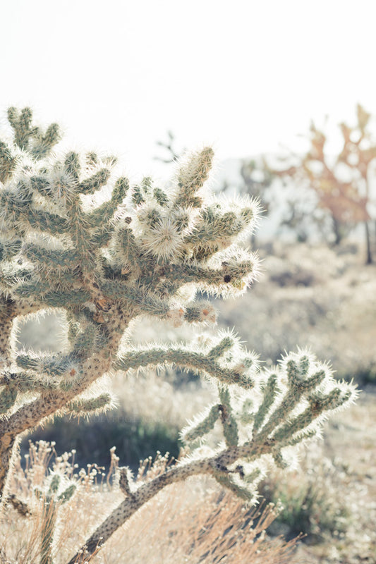 Sunlit Cactus in Joshua Tree Photograph