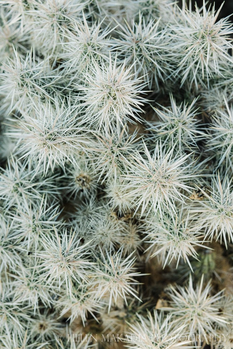 Sharp Blue Green Cactus Print