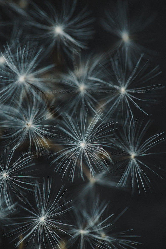 Make a Wish Macro Dandelion Photograph as Wall Art