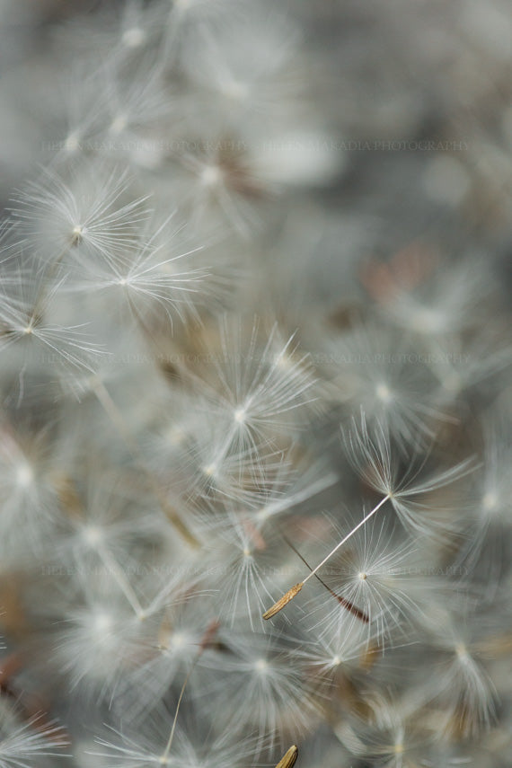 So Many Wishes Dandelion Seeds Photograph
