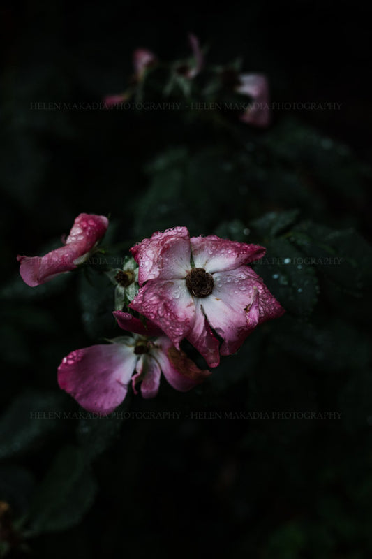 Raindrop on Rose Petals Photograph