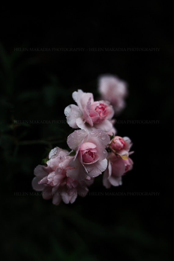 Raindrops on Roses Photograph