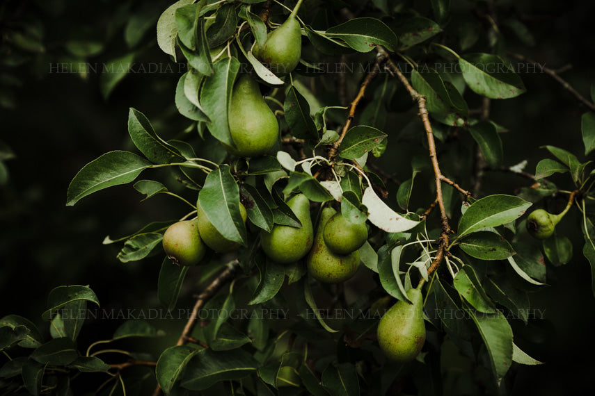 Pear Tree with Pear Fruit in Summer