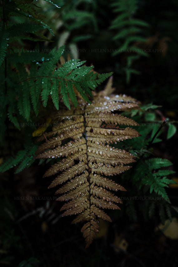 Moody Autumn Fern with Raindrops