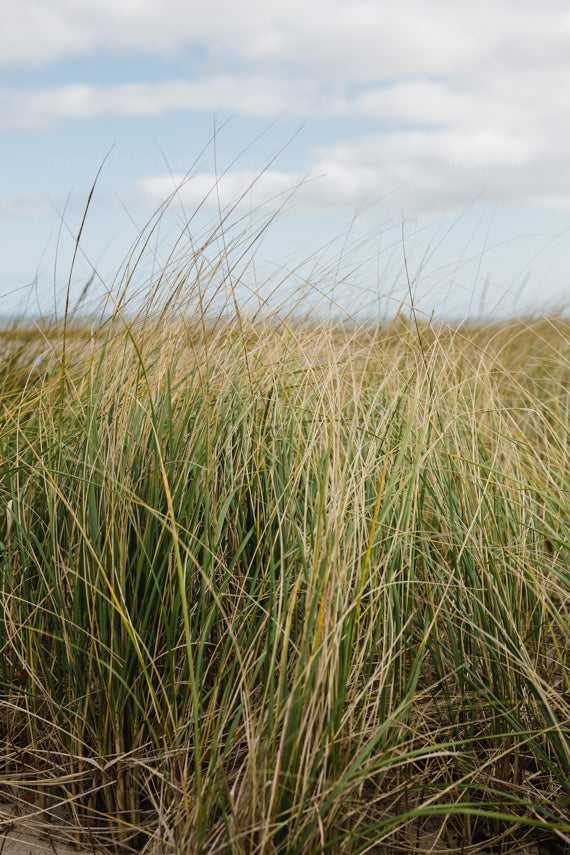 Sea Grass and Sand Dune Photograph Framed