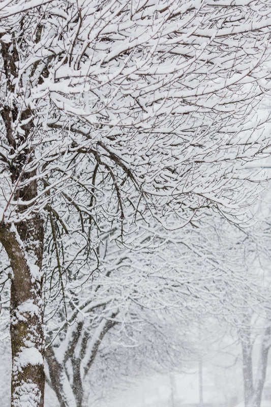 Snowy Branches and Trees during a snow storm in New England