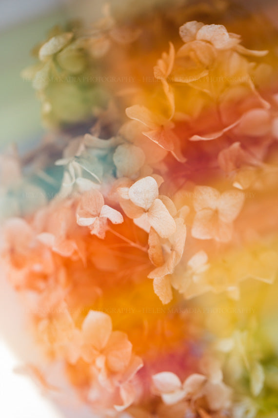 Double Exposure Photograph of Hydrangea Petals and Rainbow Pastels