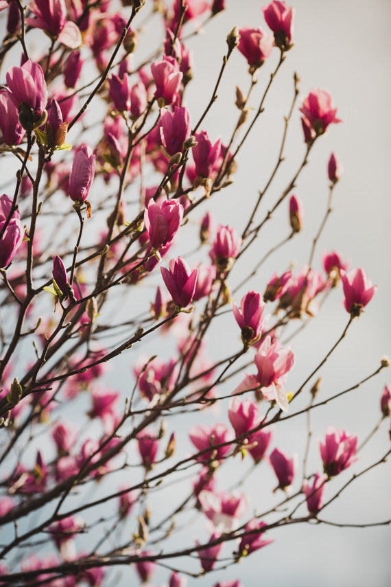 Pink Magnolias Print