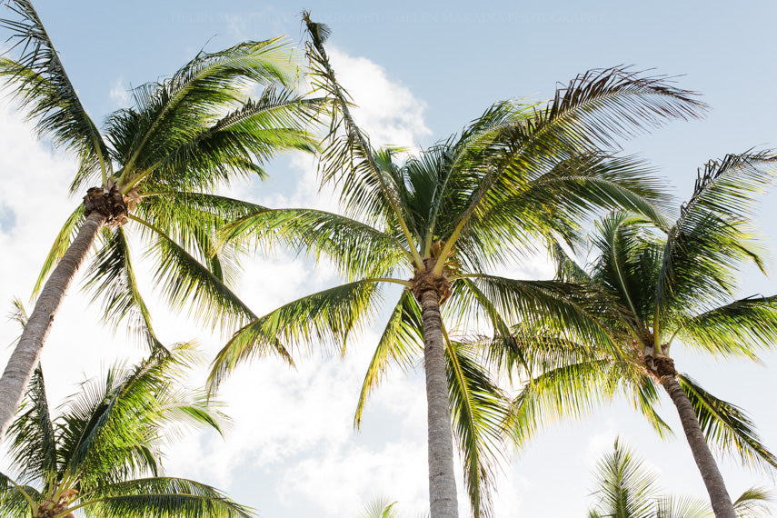 Palm Trees in the Sunshine Photograph