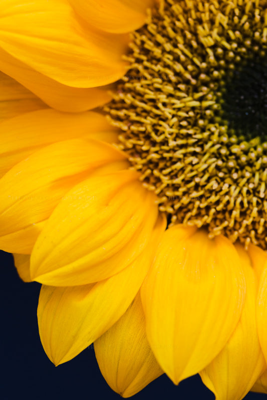 Abstract Close Up Photograph of Sunflower and its Petals as Wall Art