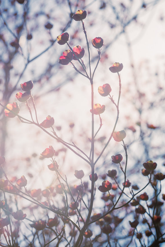 Sunlit pink dogwood blooms photograph as wall art