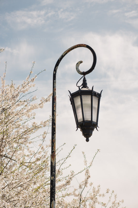 Wellesley College lantern amongst white spring blossoms, photograph as wall art