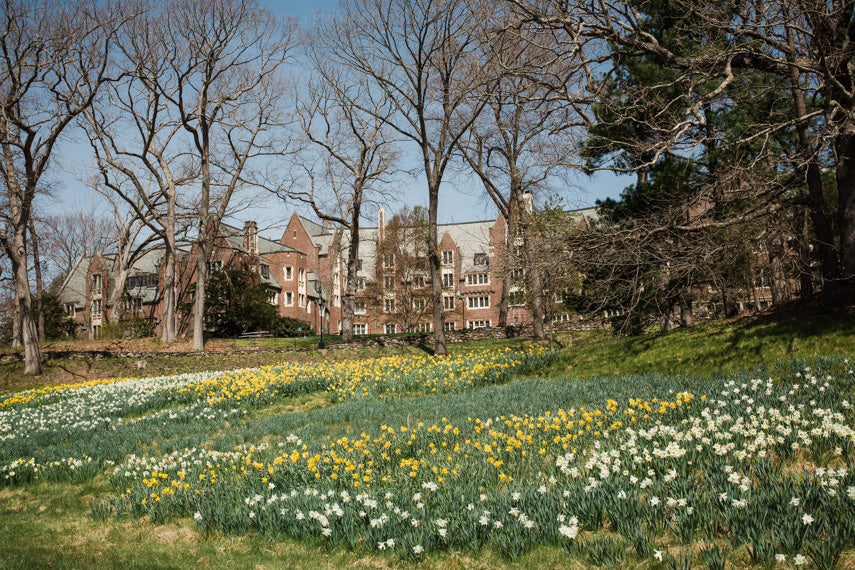 Daffodil Hill and Stone Davis at Wellesley College Photograph as Wall Art
