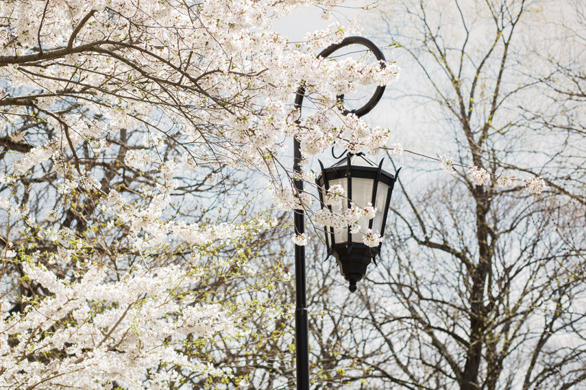 Photograph of Wellesley College Lantern amongst white blossoms in springtime