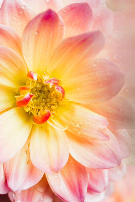 Close up photograph of a pink and yellow dahlia with raindrops on its petals
