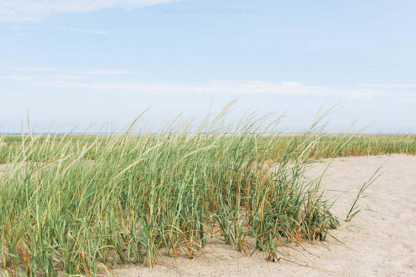Photograph Print of Seagrass and Sand on Cape Cod