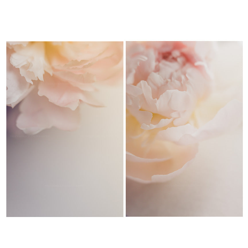 Photographs of Peonies as a set of 2 Prints