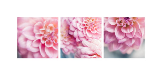 Three Photographic Prints of Pink Dahlia Flowers