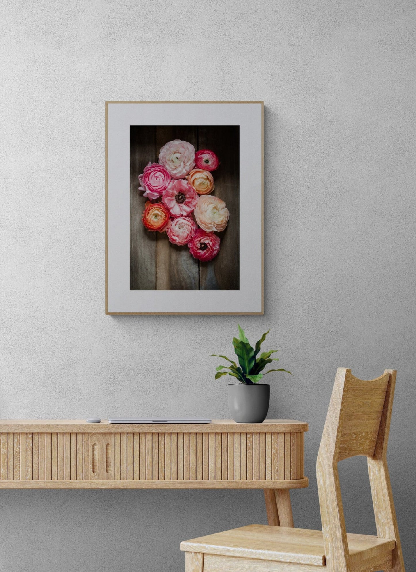 Ranunculus flowers photograph shades of pinks in a home office as wall art