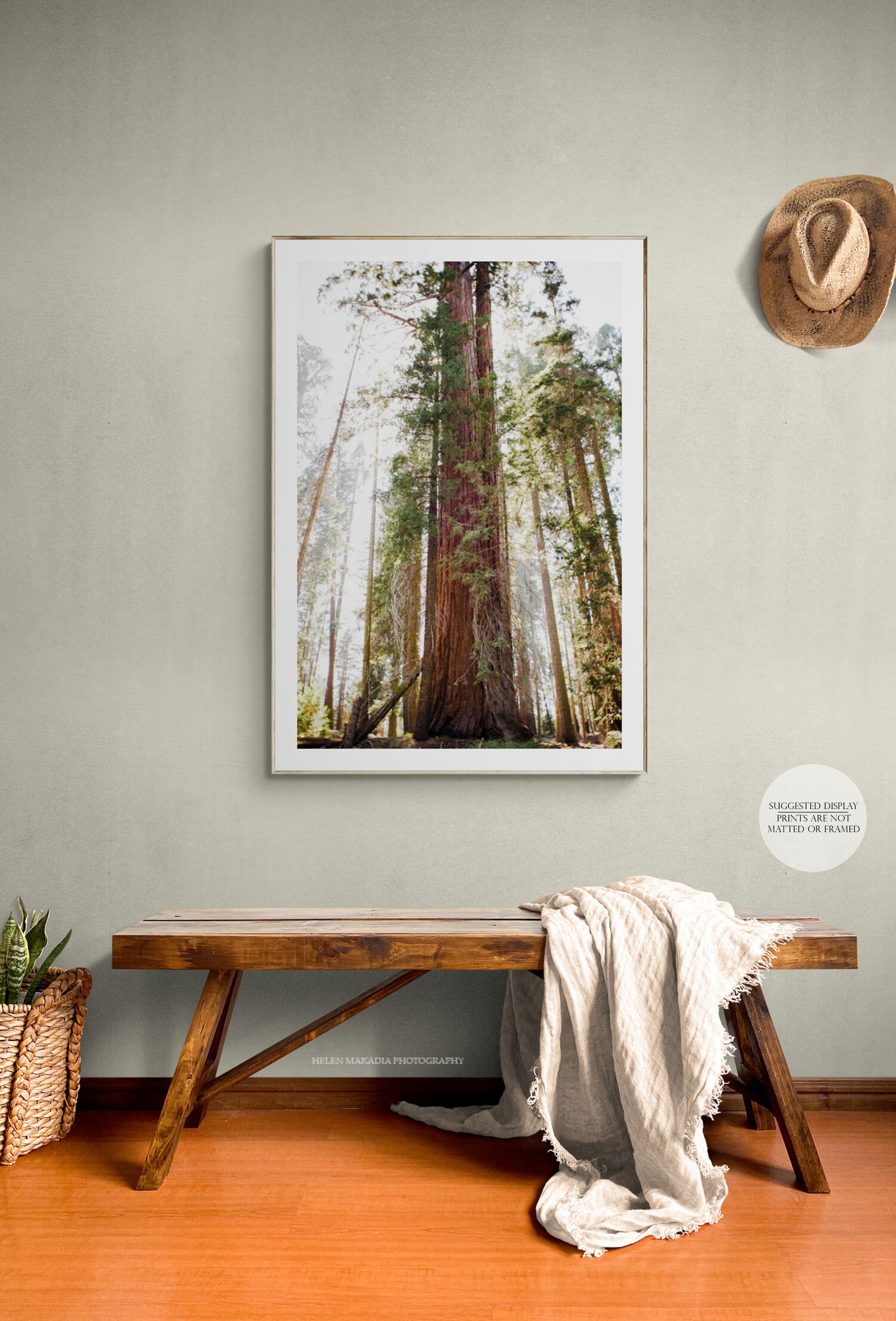 Sequoia Tree Print in an entryway