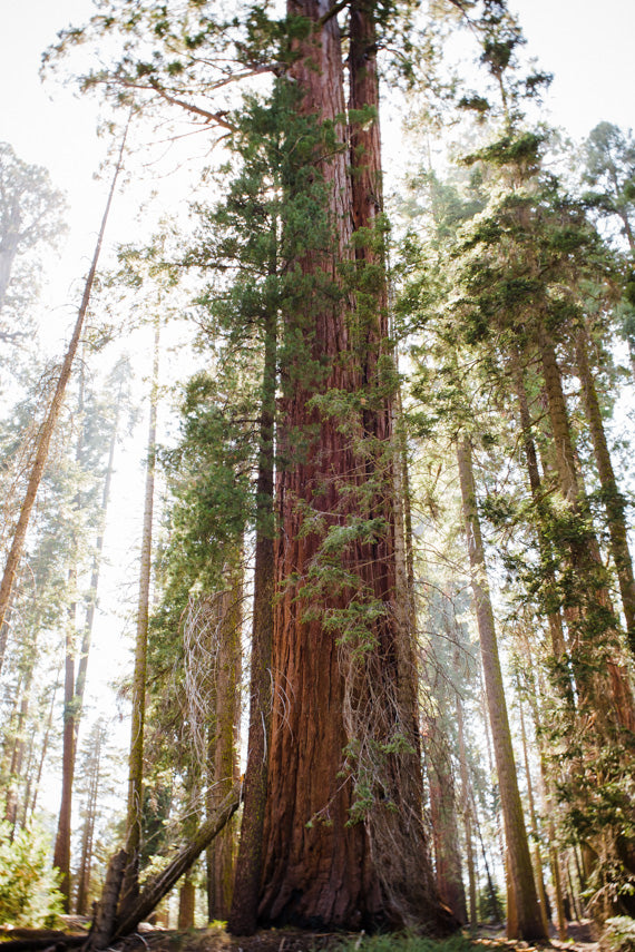 California National Park Sequoia Tree Photograph