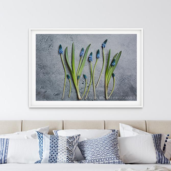 Muscari Flowers Framed Print on a Wall