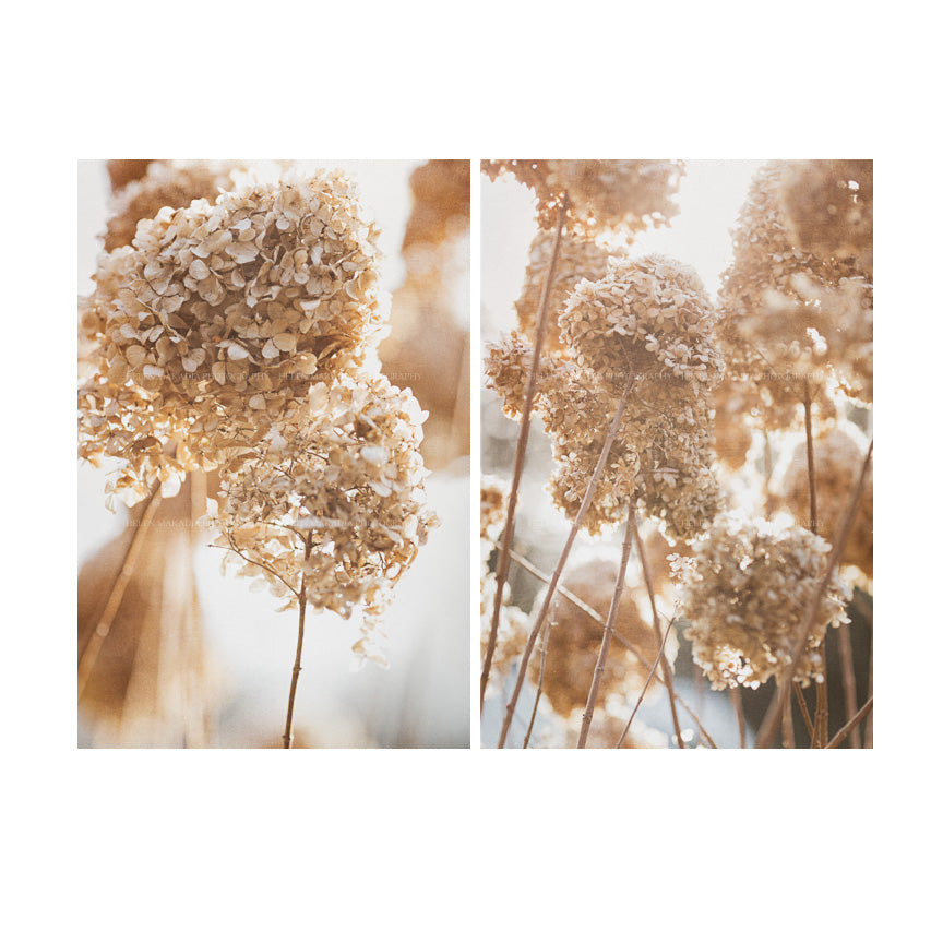 Diptych Dry Hydrangea in Nature