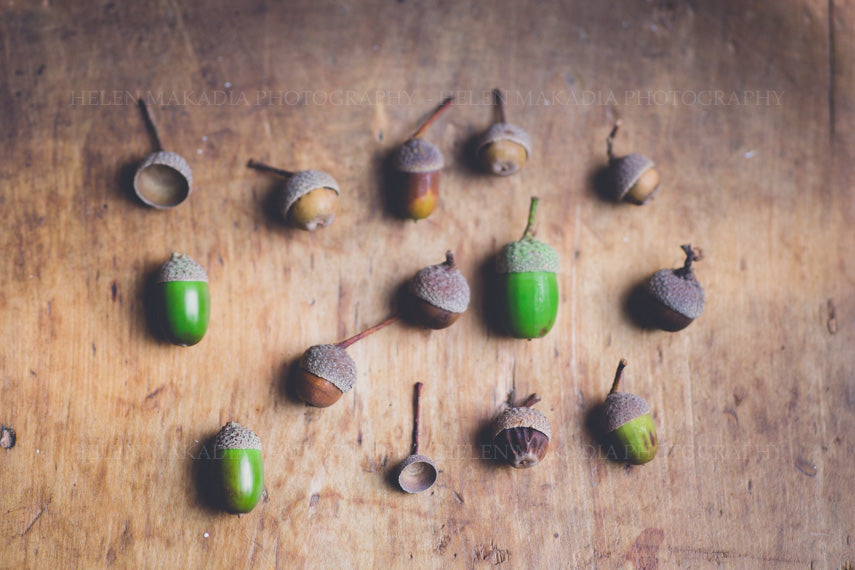 collection of acorns nature print