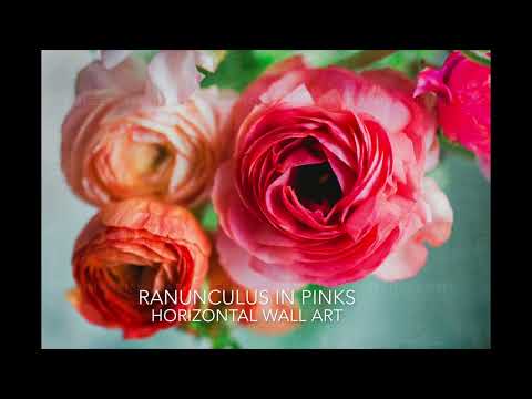 Video of Photograph of Pink and Coral Ranunculus as Wall Art Print