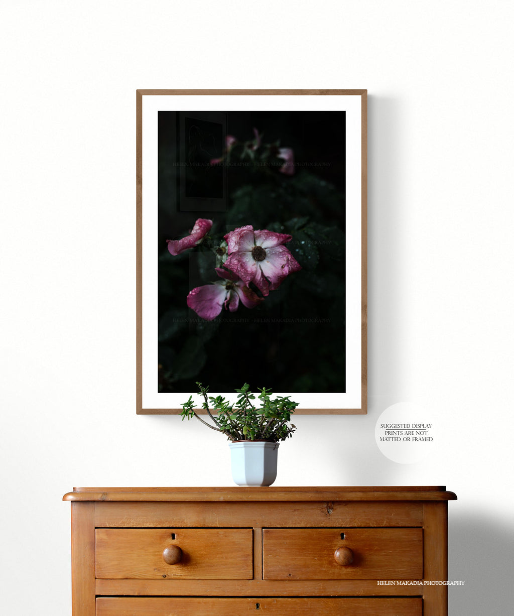 Raindrop on Rose Petals Framed Picture