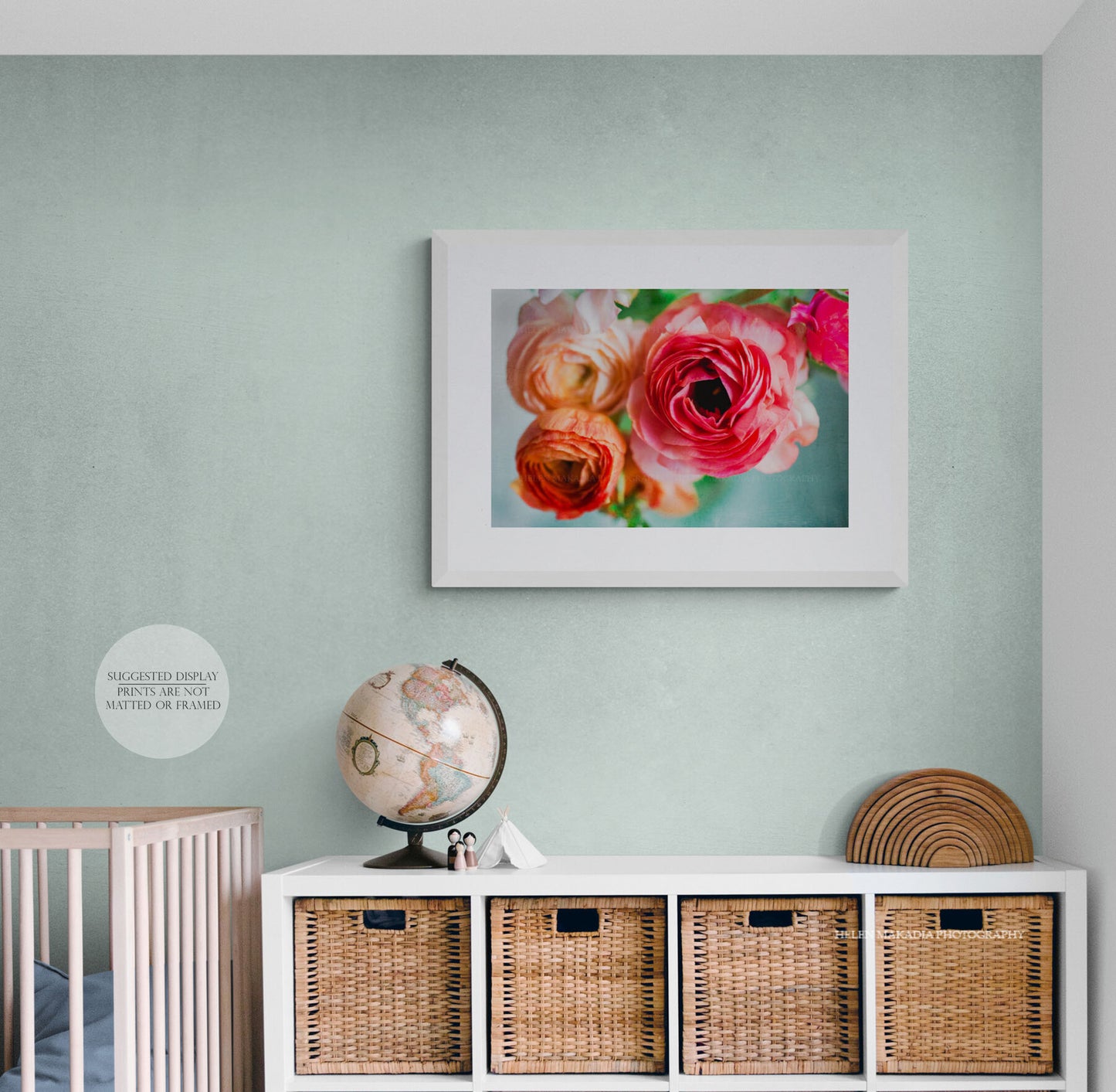 Photograph of Pink and Coral Ranunculus as Wall Art Print in a Nursery